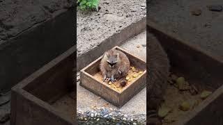 小浣熊和小熊猫哪个比较可爱？Which is cuter, a little raccoon or a little panda?#shorts #raccoon  #cute #zoo