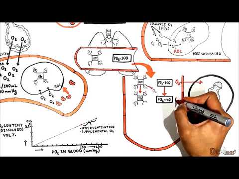 Oxygen-Hemoglobin Dissociation Curve. Cooperative binding.Transport of oxygen and carbon dioxide