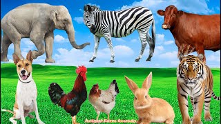 Animal Habitats: Rabbit, Cow, Zebra, Elephant, Tiger, Chicken - Animal World