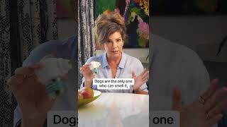 fyp #puppy #petdog #viral #nyc #lovepetsusa foryoupageee