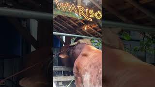 SAHABAT DARI KECIL_SAPI IRFAN HAKIM YANG BERTEMU SAHABATNYA SAAT AKAN DI KURBANKAN #shorts #sapi
