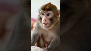 Baby Belly Laughs as Monkey Pulls a Silly Prank!" 😂🐵