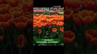 荷蘭🇳🇱鬱金香花季｜庫肯霍夫鬱金香公園 ｜Keukenhof Vlog | Keukenhof Tulip Festival | 您的專屬荷蘭之旅