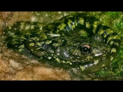 Green Salamander (Aneides aeneus)