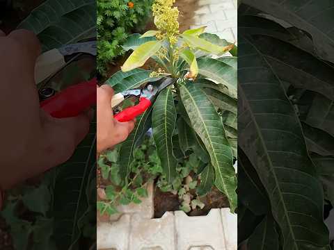 Mango 🥭 plant pruning # first cutting #gardening