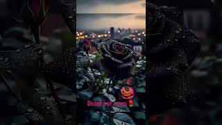 🌺 flower status, whatsapp dp, beautiful flower wallpaper, dp status,wallpaper status,wallpaper photo