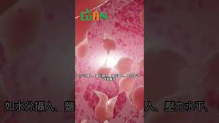 適量的動物性蛋白質攝入有助於維持酸鹼平衡#艾門享受健康計畫 #飲食計畫 #減肥 #瘦身 #健康  #蔬果漾 #優菌多 #亮妍肌漾