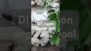DIY Lagoon organic pool #farming