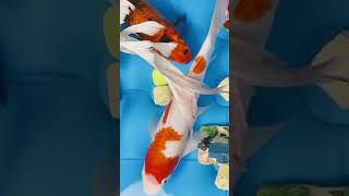 colorful fish #shorts #aquariumfish #giantfish #tropicalfish #hugefish #twofish #prettyfish #short