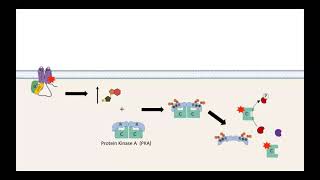 GPCR AC cAMP PKA pathway