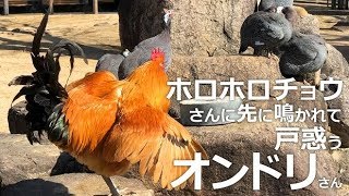 ホロホロチョウさんに先に鳴かれて戸惑うオンドリさん【王子動物園】雄叫びをあげるホロホロチョウさん 出遅れたオンドリさんも張り切ってコケコッコー!!