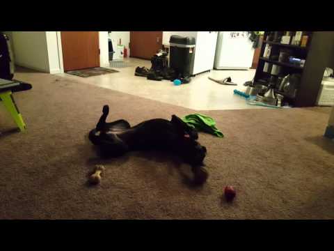 58 seconds of puppy cuteness!