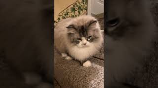 Leo being cute #shorts #cat #leocat #cute #leothelion #funnykitten #kitten #leoworld #catlover