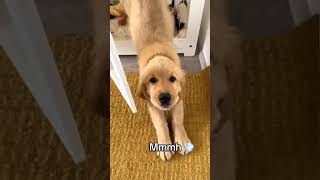 dogs being silly #cutegolden #funny #pets #funnypets #animals #petvideos #lovegolden #cutegolden