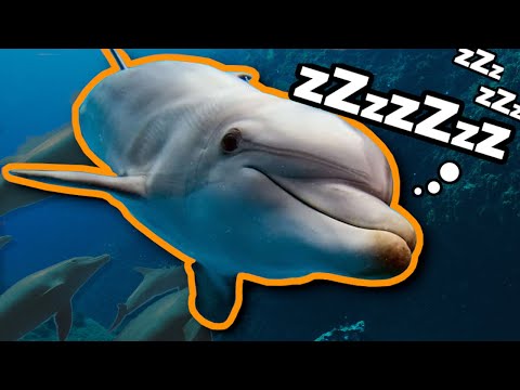 How Do Dolphins SLEEP With ONE Eye OPEN?