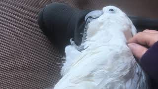 A mellow bird looks like...