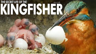 Secret Life of the Kingfisher | Discover Wildlife | Robert E Fuller