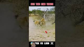 😱Hyenas vs King! #LionFight #HyenaAttack #Wildlife #JungleWar #AnimalShorts #ViralVideo #LionVsHyena