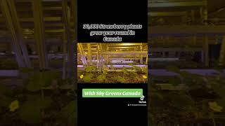 Growing 30,000 strawberry plants year round in Alberta Canada #farming #farmtech #verticalfarming