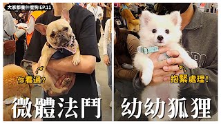 什麼！法鬥還有微體版？【大家都養什麼狗11】｜熊爸估狗　#寵物展 #高雄 #狗狗 #訓犬 #毛孩