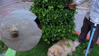 Hope you enjoy the video .Please follow us! #GardenFarming #PeacefulGarden #DIYIdeas   #DIYLife