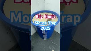 mouse trap 2025// best mouse trap homemade 888 #rat #mousetrap #tintuc #hamster