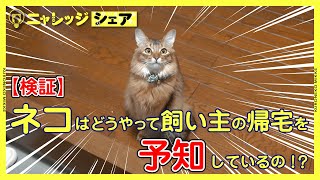 ネコはどうやって飼い主の帰宅を予知しているの！？【検証】