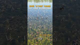 高清“水下森林”！济宁微山湖湖水清澈见底，宛如一片水下森林。鸟中“大熊猫”青头潜鸭水中嬉戏！