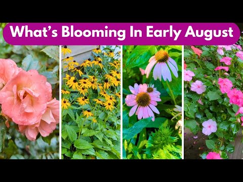 August Home Garden Tour | New Hampshire Zone 5b || Budget Gardening