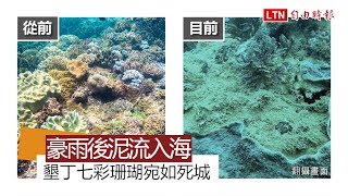 豪雨逾月大量泥流入海 墾丁七彩珊瑚宛如死城