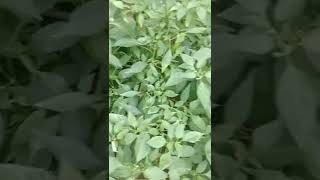Green chilly at my home l HS Alhas l Shorts