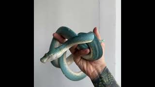 Blue Snake #greentreepython #bluesnake #bkkreptiles  #animal #bkkreptileslineofficals #snake