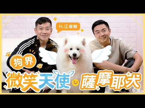 【熊爸估狗】雪橇犬界親善大使－薩摩耶｜鏡週刊