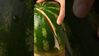 ASMR ultra realistic video of slicing watermelon  #shortvideo #relaxationsounds #trending #asmrsound