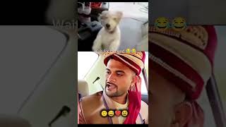 Dog Reacts to funny Video | Hilarious Dog Laughs! #51 #shorts