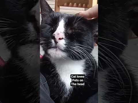 cat asks for pets on the head