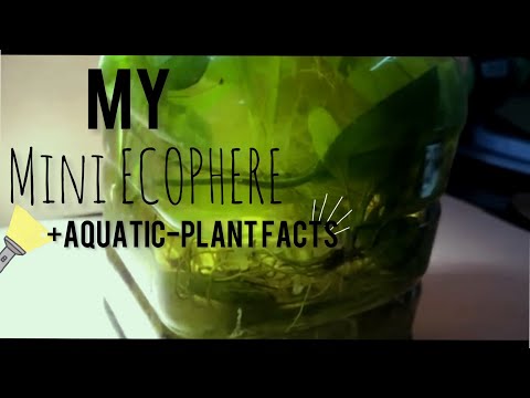 My MINI Ecosphere | Can plants grow with a Torch light |Plant Facts +more