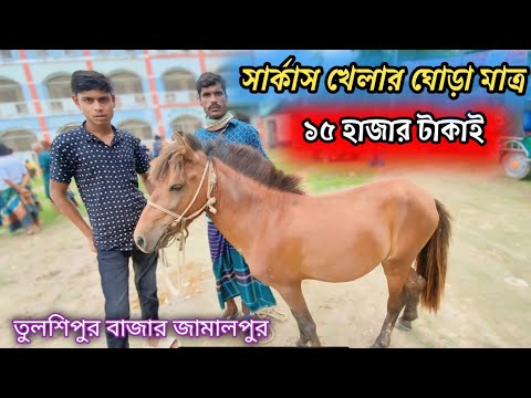 সার্কাস খেলার ঘোড়া পাওয়া যায় তুলসীপুর বাজারে মাত্র ১৫ হাজার টাকায়।