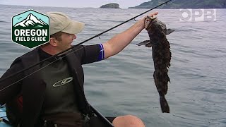 Kayak fishing: Catching lingcod & more along the coast | Oregon Field Guide