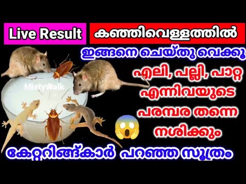 കഞ്ഞിവെള്ളത്തിൽ ഇങ്ങനെ ഒന്നു ചെയ്തു വെക്കൂ,എലികൾ പല്ലികൾ ഒറ്റ നക്കിൽ കൂട്ടത്തോടെ ചത്തു വീഴും|#lizard