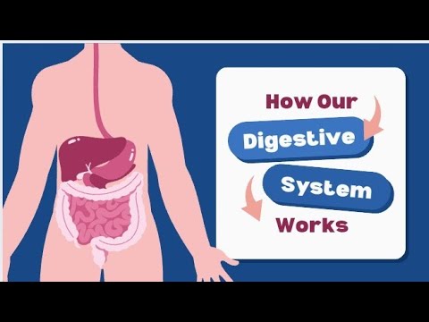 how our digestive system works