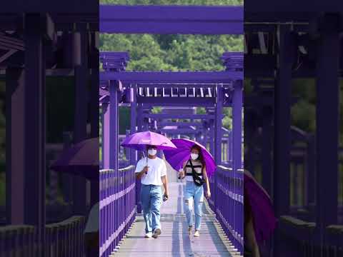 The Island In South Korea Where Everything Is Purple