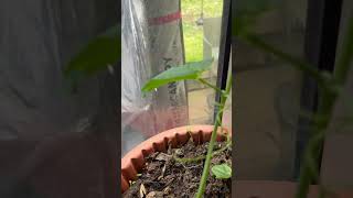My choko ready to transplant in the kitchen garden #choko #chayote #vegetable