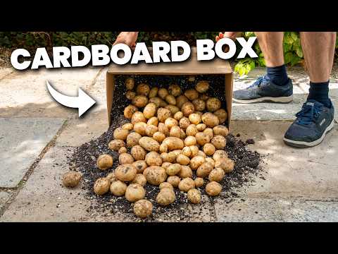 This Trick Makes Growing Potatoes EASY