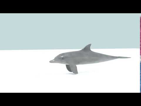 Dolphin animation 3d model