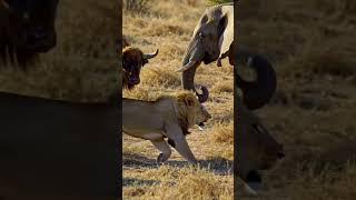 🦁 LION vs 🐘 ELEPHANT 💥 | He Didn’t Expect This Ending! #lionvselephant #animalclash #shorts