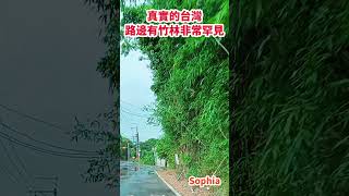 真實的台灣路邊有竹林非常罕見#Sophia#台灣#台語歌#彤彤紫茵茵#筑芊心#跑車阿筌#街拍#街頭攝影#真實的台灣#路邊#竹子