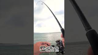 釣尖梭這樣釣  #shorts #fishing #live