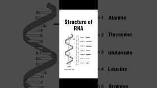 Structure of RNA With Labeling