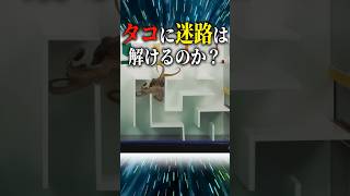 タコに迷路は解けるのか？ #ゆっくり解説 #科学 #雑学